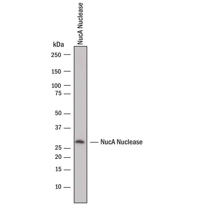 Western blot shows recombinant NucA nuclease. PVDF membrane was probed with 2 µg/mL of Rabbit Anti-NucA nuclease Monoclonal Antibody (Catalog # MAB10912) followed by HRP-conjugated Anti-Rabbit IgG Secondary Antibody (HAF008). A specific band was detected for NucA nuclease at approximately 29 kDa (as indicated). This experiment was conducted under reducing conditions and using Western Blot Buffer Group 1.