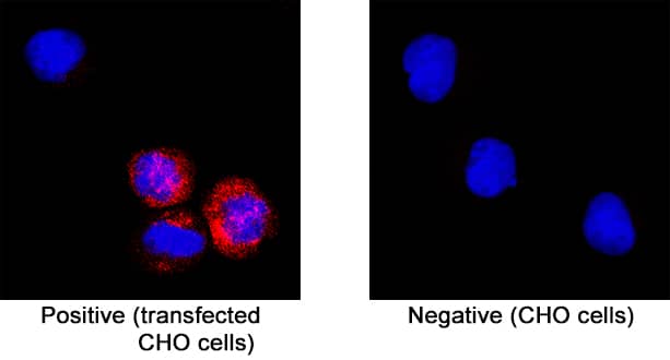 SARS-CoV-2 Envelope was detected in immersion fixed CHO Chinese hamster ovary cell line transfected (positive staining) and CHO Chinese hamster ovary cell line (non-transfected, negative staining) using Mouse Anti-SARS-CoV-2 Envelope Monoclonal Antibody (Catalog # MAB10925) at 8 µg/mL for 3 hours at room temperature. Cells were stained using the NorthernLights™ 557-conjugated Anti-Mouse IgG Secondary Antibody (red; NL007) and counterstained with DAPI (blue). Specific staining was localized to cytoplasm. Staining was performed using our protocol for Fluorescent ICC Staining of Non-adherent Cells.