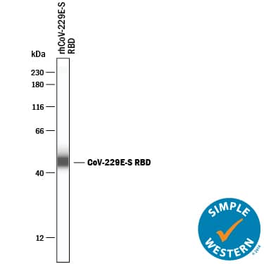 Simple Western lane view recombinant HCoV-229E-S RBD, loaded at 0.2 mg/mL. A specific band was detected for Spike RBD at approximately 47 kDa (as indicated) using 20 µg/mL of Mouse Anti-HCoV-229E Human Coronavirus Spike RBD Monoclonal Antibody (Catalog # MAB10938) . This experiment was conducted under reducing conditions and using the 12-230 kDa separation system.