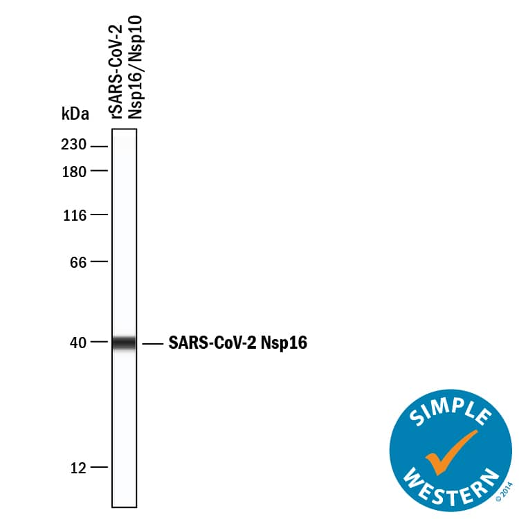 Simple Western lane view shows recombinant SARS-CoV-2 Nsp10/Nsp16, loaded at 0.2 mg/mL. A specific band was detected for NSP16 at approximately 39 kDa (as indicated) using 20 µg/mL of Mouse Anti-SARS-CoV-2 NSP16 Monoclonal Antibody (Catalog # MAB10940) . This experiment was conducted under reducing conditions and using the 12‑230 kDa separation system.