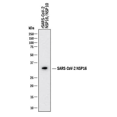 Western blot shows recombinant SARS-CoV-2 NSP16/NSP10. PVDF membrane was probed with 1 µg/mL of Mouse Anti-SARS-CoV-2 NSP16 Monoclonal Antibody (Catalog # MAB10940) followed by HRP-conjugated Anti-Mouse IgG Secondary Antibody (HAF018). A specific band was detected for NSP16/NSP10 at approximately 34 kDa (as indicated). This experiment was conducted under reducing conditions and using Western Blot Buffer Group 1.