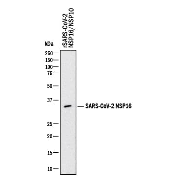 Western Blot NSP16/NSP10 Antibody (1044331) [Unconjugated]
