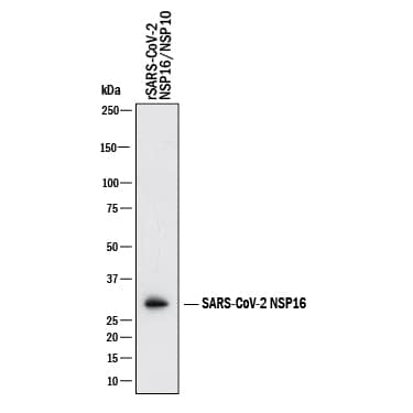 Western Blot NSP16 Antibody (1044327) [Unconjugated]