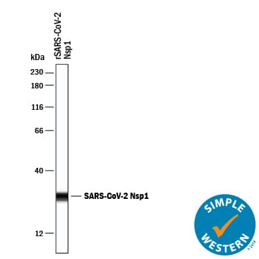 Simple Western lane view shows recombinant SARS-CoV-2 Nsp1, loaded at 0.2 mg/mL. A specific band was detected for NSP1 at approximately 28 kDa (as indicated) using 20 µg/mL of Mouse Anti-SARS-CoV-2 NSP1 Monoclonal Antibody (Catalog # MAB10980) . This experiment was conducted under reducing conditions and using the 12-230 kDa separation system.