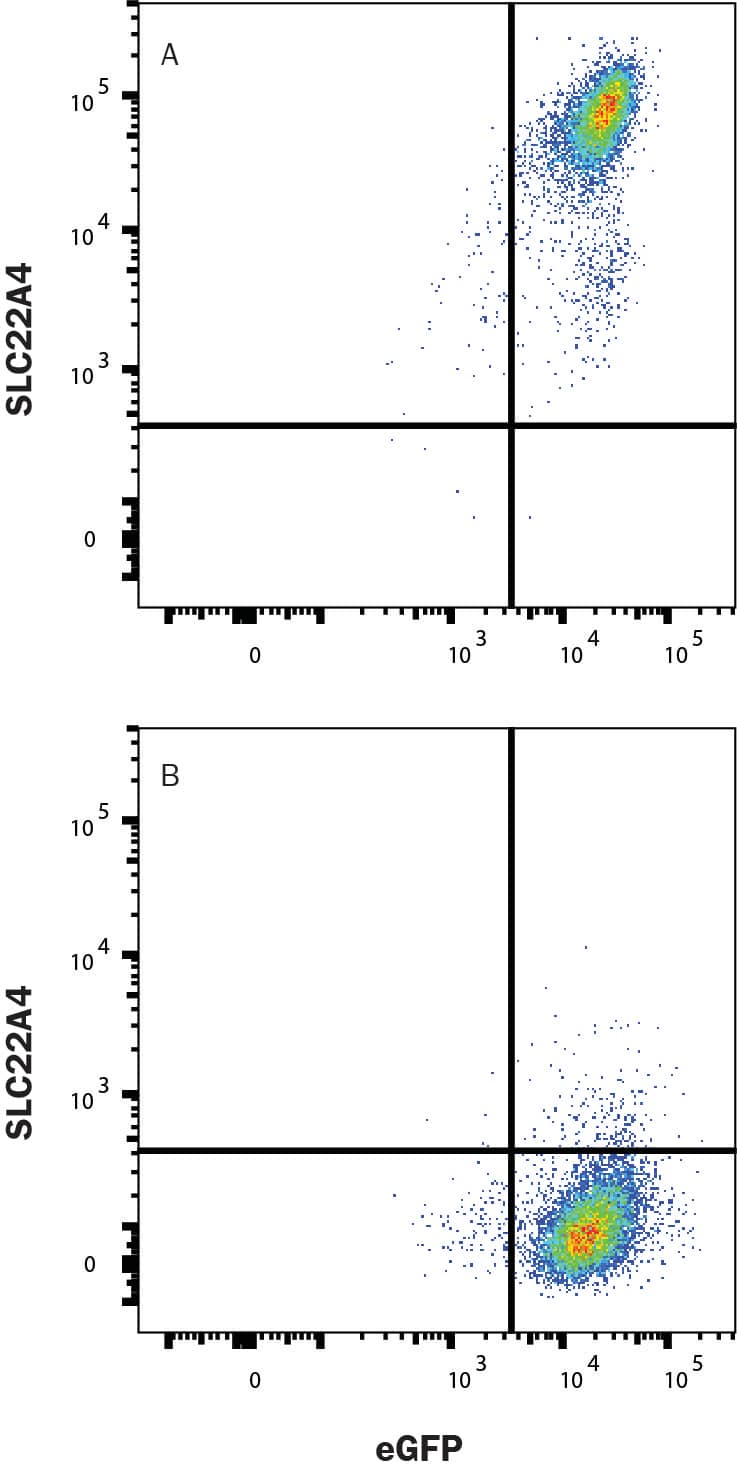 HEK293 human embryonic kidney cell line transfected with (A) human OCTN1/SLC22A4 or (B) irrelevant protein, and eGFP was stained with Mouse Anti-Human OCTN1/SLC22A4 Monoclonal Antibody (Catalog # MAB10985) followed by Allophycocyanin-conjugated Anti-Mouse IgG Secondary Antibody (F0101B). Quadrant markers were set based on Mouse IgG2A Isotype Control (MAB003, data not shown). Staining was performed using our Staining Membrane-associated Proteins protocol.