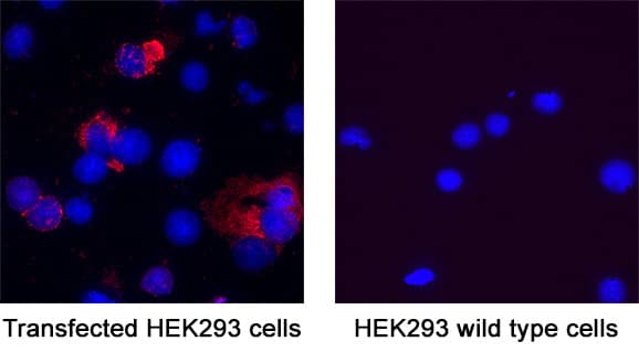 Spike RBD was detected in immersion fixed HEK293 human embryonic kidney cell line transfected with SARS-CoV-2 (positive staining) and HEK293 human embryonic kidney cell line (non-transfected, negative staining) using Mouse Anti-SARS-CoV-2 Spike RBD Monoclonal Antibody (Catalog # MAB11005) at 8 µg/mL for 3 hours at room temperature. Cells were stained using the NorthernLights™ 557-conjugated Anti-Mouse IgG Secondary Antibody (red; NL007) and counterstained with DAPI (blue). Specific staining was localized to cytoplasm. Staining was performed using our protocol for Fluorescent ICC Staining of Non-adherent Cells.