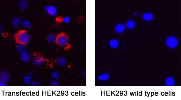 Spike RBD was detected in immersion fixed HEK293 human embryonic kidney cell line transfected with SARS-CoV-2 (positive staining) and HEK293 human embryonic kidney cell line (non-transfected, negative staining) using Mouse Anti-SARS-CoV-2 Spike RBD Monoclonal Antibody (Catalog # MAB11006) at 8 µg/mL for 3 hours at room temperature. Cells were stained using the NorthernLights™ 557-conjugated Anti-Mouse IgG Secondary Antibody (red; NL007) and counterstained with DAPI (blue). Specific staining was localized to cytoplasm. Staining was performed using our protocol for Fluorescent ICC Staining of Non-adherent Cells.
