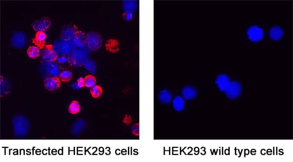 Spike RBD was detected in immersion fixed HEK293 human embryonic kidney cell line transfected with SARS-CoV-2 B.1.351S (positive staining) and HEK293 human embryonic kidney cell line (non-transfected, negative staining) using Mouse Anti-SARS-CoV-2 B.1.351S Spike RBD Monoclonal Antibody (Catalog # MAB11024) at 8 µg/mL for 3 hours at room temperature. Cells were stained using the NorthernLights™ 557-conjugated Anti-Mouse IgG Secondary Antibody (red; NL007) and counterstained with DAPI (blue). Specific staining was localized to cytoplasm. Staining was performed using our protocol for Fluorescent ICC Staining of Non-adherent Cells.