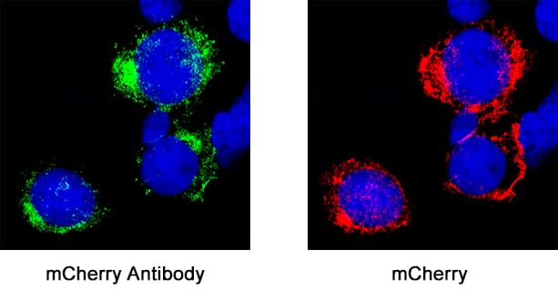 mCherry was detected in immersion fixed HEK293 human embryonic kidney cell line transfected with mCherry using Rabbit Anti-Human mCherry Monoclonal Antibody (Catalog # MAB11041) at 3 µg/mL for 3 hours at room temperature. Cells were stained using the NorthernLights™ 557-conjugated Anti-Rabbit IgG Secondary Antibody (red; NL004) and counterstained with DAPI (blue). Specific staining was localized to cytoplasm. Staining was performed using our protocol for Fluorescent ICC Staining of Non-adherent Cells.