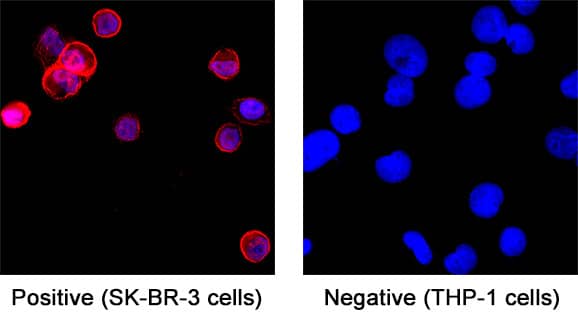 ErbB2/Her2 was detected in immersion fixed SK‑BR‑3 human breast cancer cell line (positive staining) and THP‑1 human acute monocytic leukemia cell line (negative staining) using Human Anti-Human ErbB2/Her2 (Research Grade Trastuzumab Biosimilar) Monoclonal Antibody (Catalog # MAB11042) at 5 µg/mL for 3 hours at room temperature. Cells were stained using Anti-human-Cy3 antibody (red) and counterstained with DAPI (blue). Specific staining was localized to cell surface and cytoplasm. Staining was performed using our protocol for Fluorescent ICC Staining of Non-adherent Cells.