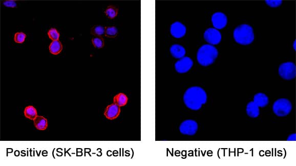ErbB2/Her2 was detected in immersion fixed SK‑BR‑3 human breast cancer cell line (positive staining) and THP‑1 human acute monocytic leukemia cell line (negative staining) using Human Anti-Human ErbB2/Her2 (Research Grade Trastuzumab Biosimilar) Monoclonal Antibody (Catalog # MAB11043) at 5 µg/mL for 3 hours at room temperature. Cells were stained using Anti-human-Cy3 antibody (red) and counterstained with DAPI (blue). Specific staining was localized to cell surface and cytoplasm. Staining was performed using our protocol for Fluorescent ICC Staining of Non-adherent Cells.