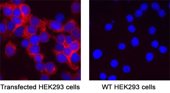 NSP10 was detected in immersion fixed HEK293 human embryonic kidney cell line transfected with NSP10 (positive staining) and HEK293 human embryonic kidney cell line (wild type, negative staining) using Mouse Anti-SARS-CoV-2 NSP10 Monoclonal Antibody (Catalog # MAB11049) at 8 µg/mL for 3 hours at room temperature. Cells were stained using the NorthernLights™ 557-conjugated Anti-Mouse IgG Secondary Antibody (red; NL007) and counterstained with DAPI (blue). Specific staining was localized to cytoplasm. Staining was performed using our protocol for Fluorescent ICC Staining of Non-adherent Cells.