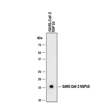 Western blot shows recombinant SARS-CoV-2 NSP10. PVDF membrane was probed with 1 µg/mL of Mouse Anti-SARS-CoV-2 NSP10 Monoclonal Antibody (Catalog # MAB11049) followed by HRP-conjugated Anti-Mouse IgG Secondary Antibody (HAF018). A specific band was detected for NSP10 at approximately 17 kDa (as indicated). This experiment was conducted under reducing conditions and using Western Blot Buffer Group 1.
