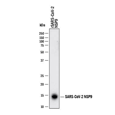 Western blot shows recombinant SARS-CoV-2 NSP9. PVDF membrane was probed with 2 µg/mL of Mouse Anti-SARS-CoV-2 NSP9 Monoclonal Antibody (Catalog # MAB11063) followed by HRP-conjugated Anti-Mouse IgG Secondary Antibody (HAF018). A specific band was detected for NSP9 at approximately 14 kDa (as indicated). This experiment was conducted under reducing conditions and using Western Blot Buffer Group 1.