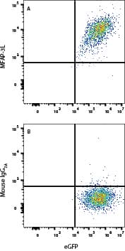 HEK293 cells transfected with hMFAP-3L and eGFP were stained with either (A) Mouse Anti-Human MFAP3L Monoclonal Antibody (Catalog # MAB113251) or (B) Mouse IgG2A Isotype Control (Catalog # MAB003). View our protocol for Staining Membrane-associated Proteins. 
