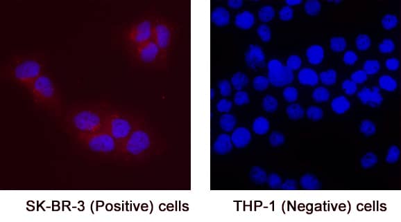 MFAP3L was detected in immersion fixed SK‑BR‑3 human breast cancer cell line (Positive) & absent in THP‑1 human acute monocytic leukemia cell line (Negative) using Mouse Anti-Human MFAP3L Monoclonal Antibody (Catalog # MAB11325) at 8 µg/mL for 3 hours at room temperature. Cells were stained using the NorthernLights™ 557-conjugated Anti-Mouse IgG Secondary Antibody (red; Catalog # NL007) and counterstained with DAPI (blue). Specific staining was localized to cytoplasm. View our protocol for Fluorescent ICC Staining of Cells on Coverslips.