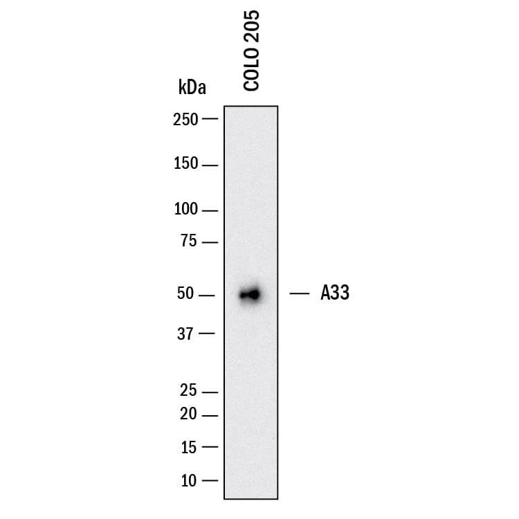 Western blot shows lysates of COLO 205 human colorectal adenocarcinoma cell line. PVDF membrane was probed with 1 µg/mL of Rabbit Anti-Human A33 Monoclonal Antibody (Catalog # MAB11365) followed by HRP-conjugated Anti-Rabbit IgG Secondary Antibody (Catalog # HAF008). A specific band was detected for A33 at approximately 50 kDa (as indicated). This experiment was conducted under reducing conditions and using Western Blot Buffer Group 1.