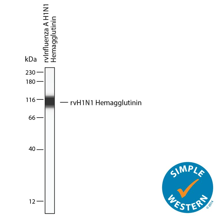 Simple Western lane view shows lysates of recombinant protein, loaded at 0.2 mg/ml. A specific band was detected for Hemagglutinin at approximately 111 kDa (as indicated) using 25 µg/mL of Rabbit Anti-Influenza A Virus H1N1 Hemagglutinin Monoclonal Antibody (MAB11396). This experiment was conducted under reducing conditions and using the 12-230 kDa separation system.