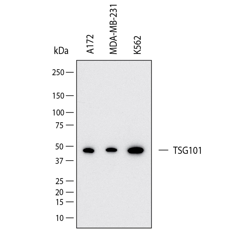 Western blot shows lysates of A172 human glioblastoma cell line, MDA‑MB‑231 human breast cancer cell line and K562 human chronic myelogenous leukemia cell line. PVDF membrane was probed with 2 µg/ml of Mouse Anti-Human TSG101 Monoclonal Antibody (Catalog # MAB114381) followed by HRP-conjugated Anti-Mouse IgG Secondary Antibody (Catalog # HAF018). A specific band was detected for TSG101 at approximately 45 kDa (as indicated).  This experiment was conducted under reducing conditions and using Western Blot Buffer Group 1.