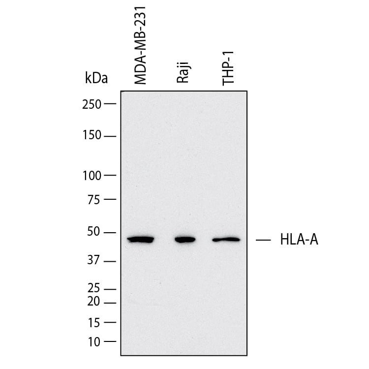 Western Blot shows lysates of MDA‑MB‑231 human breast cancer cell line, Raji human Burkitt's lymphoma cell line and THP‑1 human acute monocytic leukemia cell line. PVDF membrane was probed with 2 µg/ml of Mouse Anti-Human HLA Class I Monoclonal Antibody (Catalog # MAB11502) followed by HRP-conjugated Anti-Mouse IgG Secondary Antibody (Catalog # HAF018). A specific band was detected for HLA Class I at approximately 48 kDa (as indicated).  This experiment was conducted under reducing conditions and using Western Blot Buffer Group 1.