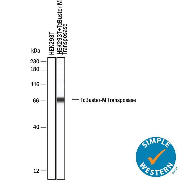 Simple Western shows lysates HEK293T human embryonic kidney cell line mock electroporated or electroporated with 1µg TcBuster-M Transposase after 1 day post-electroporation, loaded at 0.5 mg/ml. A specific band was detected for TcBuster-M Transposase at approximately 71 kDa (as indicated) using 20 µg/mL of Mouse Anti-TcBuster-M Transposase Monoclonal Antibody (Catalog # MAB11511). This experiment was conducted under reducing conditions and using the 12‑230 kDa separation system.