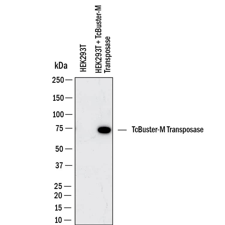 Western Blot shows lysates of HEK293T human embryonic kidney cell line mock electroporated or electroporated with 1 µg TcBuster-M Transposase after 1 day post-electroporation. PVDF membrane was probed with 1 µg/ml of Mouse Anti-TcBuster-M Transposase Monoclonal Antibody (Catalog # MAB11511) followed by HRP-conjugated Anti-Mouse IgG Secondary Antibody (Catalog # HAF018). A specific band was detected for TcBuster-M Transposase at approximately 70 kDa (as indicated).  This experiment was conducted under reducing conditions and using Western Blot Buffer Group 1.