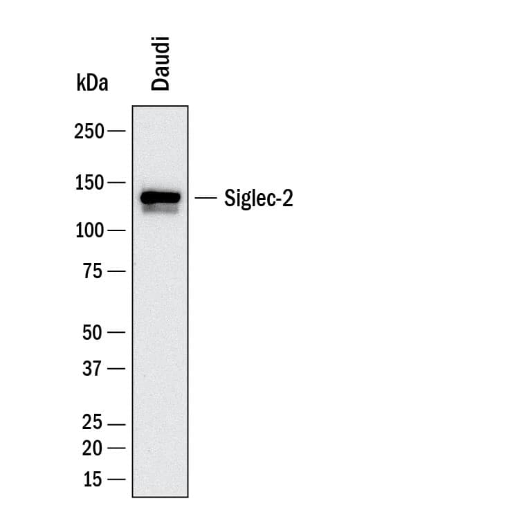 Western Blot shows lysates of Daudi human Burkitt's lymphoma cell line. PVDF membrane was probed with 2 µg/ml of Mouse Anti-Human Siglec‑2/CD22 Monoclonal Antibody (Catalog # MAB11515) followed by HRP-conjugated Anti-Mouse IgG Secondary Antibody (Catalog # HAF018). A specific band was detected for Siglec‑2/CD22 at approximately 140 kDa (as indicated).  This experiment was conducted under reducing conditions and using Western Blot Buffer Group 1.