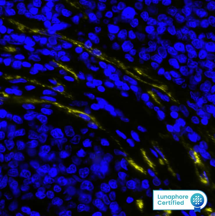Multiplex Immunofluorescence vWF-A2 Antibody (1072103) [Unconjugated]