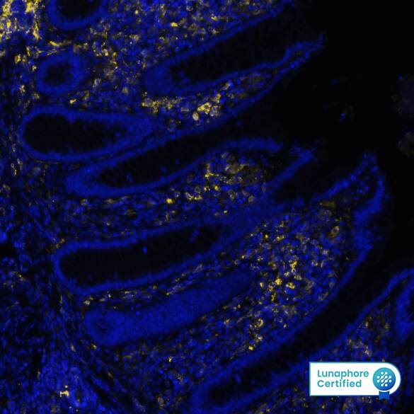 Multiplex Immunofluorescence HLA-DR Antibody (1083110) [Unconjugated]