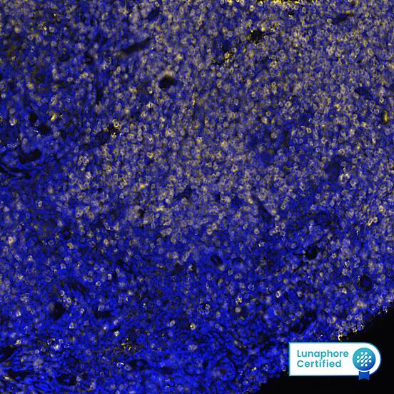 Multiplex Immunofluorescence HLA-DR Antibody (1083110) [Unconjugated]