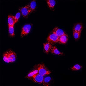 ATP5A1 was detected in immersion fixed HepG2 human hepatocellular carcinoma cell line using Mouse Anti-Human ATP5A1 Monoclonal Antibody (Catalog # MAB11558) at 8 µg/ml for 3 hours at room temperature. Cells were stained using the NorthernLights™ 557-conjugated Anti-Mouse IgG Secondary Antibody (red; Catalog # NL007) and counterstained with DAPI (blue). Specific staining was localized to the membrane of mitochondria. View our protocol for Fluorescent ICC Staining of Cells on Coverslips.