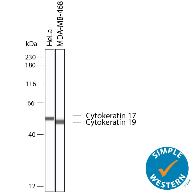 Simple Western shows lysates of HeLa human cervical epithelial carcinoma cell line and MDA‑MB‑468 human breast cancer cell line, loaded at 0.5 mg/ml. Specific bands were detected for Cytokeratin 17 at approximately 53kDa and for Cytokeratin 19 at approximately 51kDa (as indicated) using 20 µg/mL of Mouse Anti-Human Cytokeratin 17/19 Monoclonal Antibody (Catalog # MAB11568). This experiment was conducted under reducing conditions and using the 12-230 kDa separation system.
