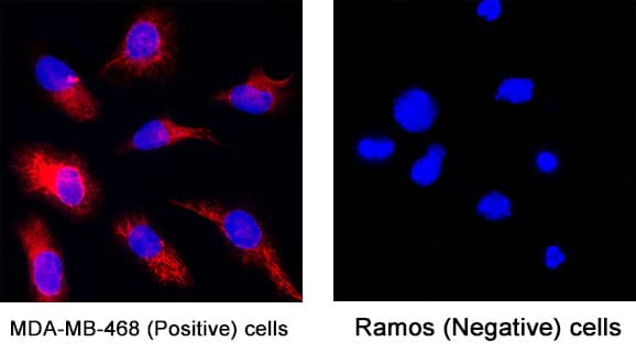 Cytokeratin 17 was detected in fixed MDA‑MB‑468 human breast cancer cell line (Positive) and absent in Ramos human Burkitt's lymphoma cell line (Negative) using Mouse Anti-Human Cytokeratin 17 Monoclonal Antibody (Catalog # MAB11571) at 8 µg/ml for 3 hours at room temperature. Cells were stained using the NorthernLights™ 557-conjugated Anti-Mouse IgG Secondary Antibody (red; Catalog # NL007) and counterstained with DAPI (blue). Specific staining was localized to the cytoplasm. View our protocol for Fluorescent ICC Staining of Cells on Coverslips.