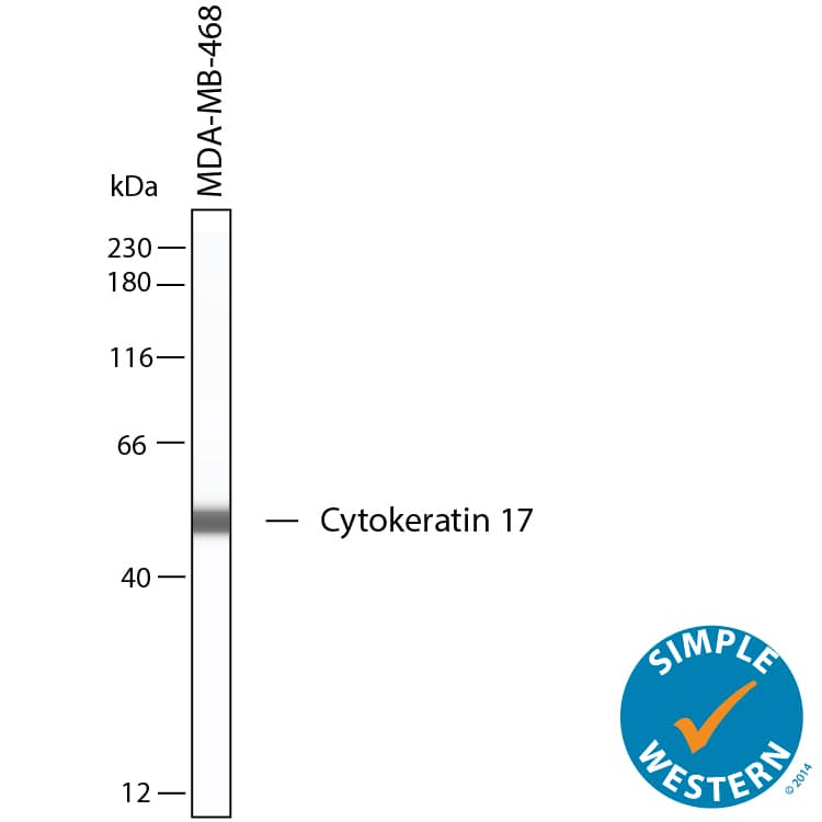 Simple Western shows lysates of MDA‑MB‑468 human breast cancer cell line, loaded at 0.5 mg/ml. A specific band was detected for Cytokeratin 17 at approximately 53 kDa (as indicated) using 100 µg/mL of Mouse Anti-Human Cytokeratin 17 Monoclonal Antibody (Catalog # MAB11571). This experiment was conducted under reducing conditions and using the 12‑230 kDa separation system.