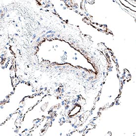 Immunohistochemistry Cadherin-9 Antibody (1087334) [Unconjugated]