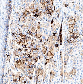 Immunohistochemistry Cadherin-7 Antibody (1087216) [Unconjugated]