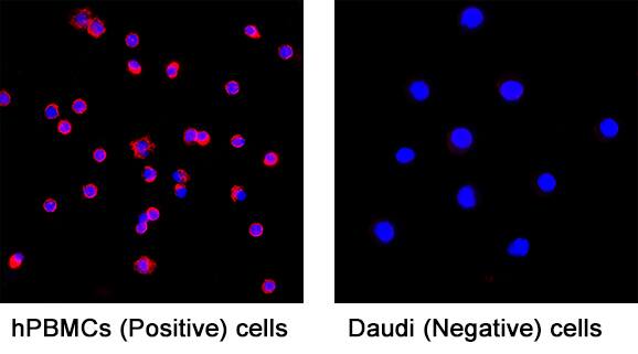 CD45 was detected in immersion fixed human PBMC cells (Positive) and absent in Daudi human Burkitt's lymphoma cell line (Negative) using Mouse Anti-Human CD45RO Monoclonal Antibody (Catalog # MAB11594) at 8 µg/ml for 3 hours at room temperature. Cells were stained using the NorthernLights&trade; 557-conjugated Anti-Mouse IgG Secondary Antibody (red; Catalog # NL007) and counterstained with DAPI (blue). Specific staining was localized to the cell membrane on a population of human PBMC's. View our protocol for Fluorescent ICC Staining of Non-adherent Cells.