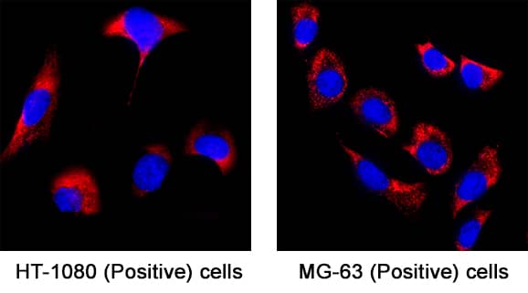 CKAP4/p63 was detected in immersion fixed HT-1080 cells and MG‑63 human osteosarcoma cell line using Mouse Anti-Human CKAP4/p63 Monoclonal Antibody (Catalog # MAB11600) at 8 µg/ml for 3 hours at room temperature. Cells were stained using the NorthernLights™ 557-conjugated Anti-Mouse IgG Secondary Antibody (red; Catalog # NL007) and counterstained with DAPI (blue). Specific staining was localized to the endoplasmic reticulum membrane. View our protocol for Fluorescent ICC Staining of Cells on Coverslips.