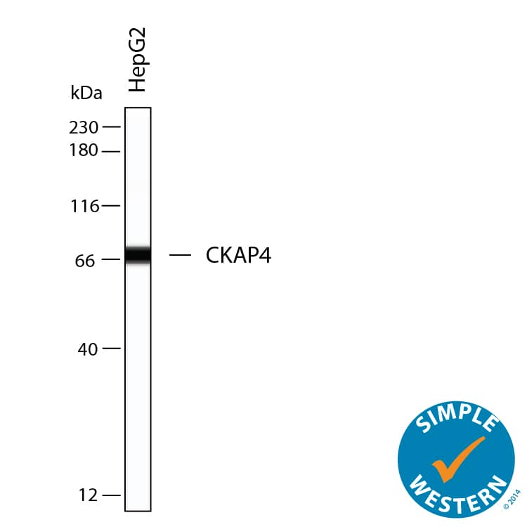 Simple Western shows lysates of HepG2 human hepatocellular carcinoma cell line, loaded at 0.2 mg/ml. A specific band was detected for CKAP4/p63 at approximately 65 kDa (as indicated) using 4 µg/mL of Mouse Anti-Human CKAP4/p63 Monoclonal Antibody (Catalog # MAB11600). This experiment was conducted under reducing conditions and using the 12‑230 kDa separation system.