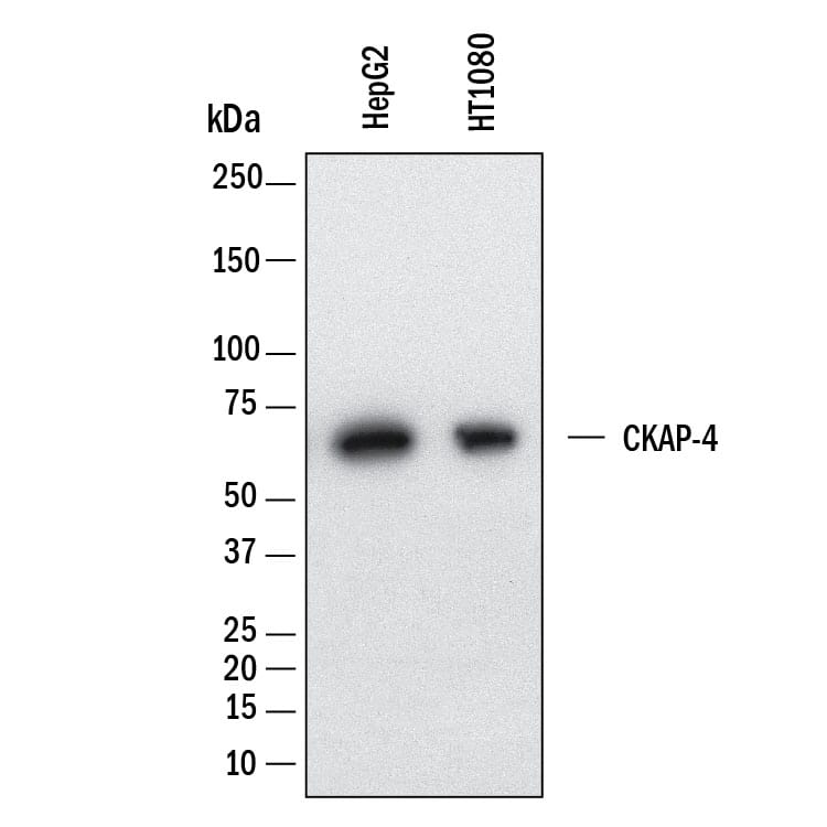 Western Blot shows lysates of HepG2 human hepatocellular carcinoma cell line and HT1080 human fibrosarcoma cell line. PVDF membrane was probed with 1&amp;nbsp;µg/ml of Mouse Anti-Human CKAP4/p63 Monoclonal Antibody (Catalog # MAB11600) followed by HRP-conjugated Anti-Mouse IgG Secondary Antibody (Catalog&amp;#160;# &lt;a class=NoLineLink href=