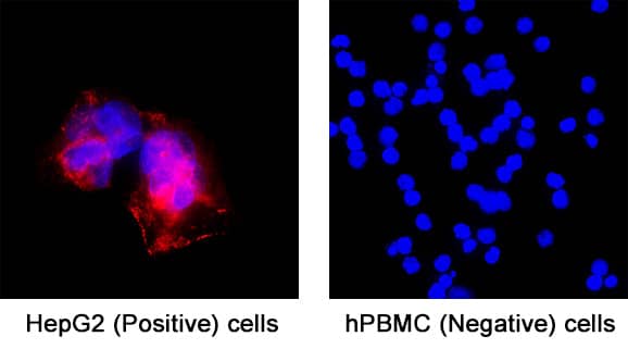 Glut1 was detected in immersion fixed HepG2 human hepatocellular carcinoma cell line and absent in human PBMC cells using Mouse Anti-Human Glut1 Monoclonal Antibody (Catalog # MAB11601) at 8 µg/ml for 3 hours at room temperature. Cells were stained using the NorthernLights™ 557-conjugated Anti-Mouse IgG Secondary Antibody (red; Catalog # NL007) and counterstained with DAPI (blue). Specific staining was localized to the cell surface of HepG2 cells. View our protocol for Fluorescent ICC Staining of Cells on Coverslips.