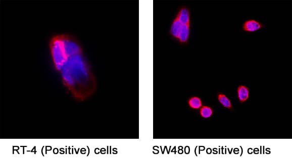 SLC1A5 was detected in immersion fixed RT-4 human bladder carcinoma cell line (Positive) and SW480 human colorectal adenocarcinoma cell line (Positive) using Mouse Anti-Human SLC1A5 Monoclonal Antibody (Catalog # mab11603) at 8 µg/ml for 3 hours at room temperature. Cells were stained using the NorthernLights™ 557-conjugated Anti-Mouse IgG Secondary Antibody (red; Catalog # NL007) and counterstained with DAPI (blue). Specific staining was localized to the cell surface. View our protocol for Fluorescent ICC Staining of Cells on Coverslips.