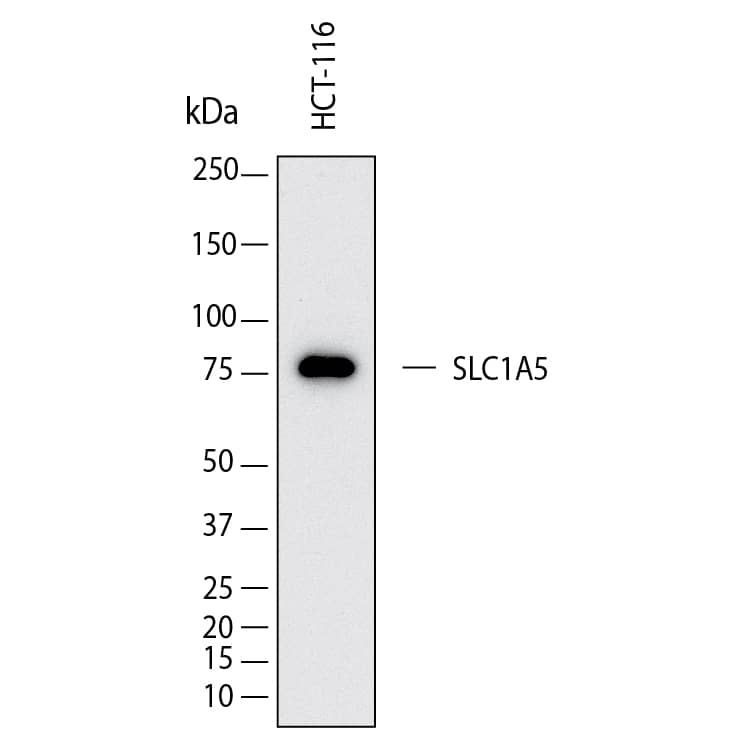 Western Blot shows lysates of HCT‑116 human colorectal carcinoma cell line. PVDF membrane was probed with 2 µg/ml of Mouse Anti-Human SLC1A5 Monoclonal Antibody (Catalog # MAB11603) followed by HRP-conjugated Anti-Mouse IgG Secondary Antibody (Catalog # HAF018). A specific band was detected for SLC1A5 at approximately 80 kDa (as indicated).  This experiment was conducted under reducing conditions and using Western Blot Buffer Group 1.