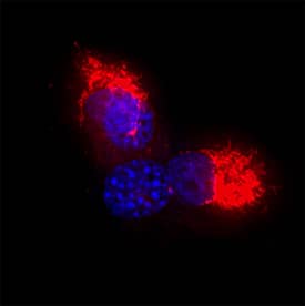 TOMM20 was detected in immersion fixed A549 human lung carcinoma cell line using Mouse Anti-Human TOMM20 Monoclonal Antibody (Catalog # MAB11604) at 8 µg/ml for 3 hours at room temperature. Cells were stained using the NorthernLights™ 557-conjugated Anti-Mouse IgG Secondary Antibody (red; Catalog # NL007) and counterstained with DAPI (blue). Specific staining was localized to the mitochondrion membrane. View our protocol for Fluorescent ICC Staining of Cells on Coverslips.