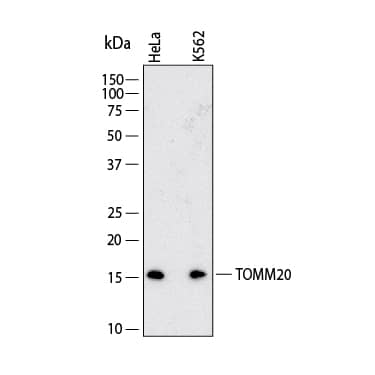 Western Blot shows lysates of HeLa human cervical epithelial carcinoma cell line and K562 human chronic myelogenous leukemia cell line. PVDF membrane was probed with 2 µg/ml of Mouse Anti-Human TOMM20 Monoclonal Antibody (Catalog # MAB11604) followed by HRP-conjugated Anti-Mouse IgG Secondary Antibody (Catalog # HAF018). A specific band was detected for TOMM20 at approximately 16 kDa (as indicated).  This experiment was conducted under reducing conditions and using Western Blot Buffer Group 1.