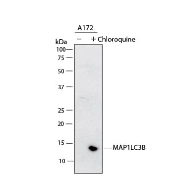 Western Blot shows lysates of A172 human glioblastoma cell line untreated (-) or treated (+) with 50µM Chloroquine for 18 hours. PVDF membrane was probed with 2 µg/ml of Mouse Anti-Human LC3B Monoclonal Antibody (Catalog # MAB11606) followed by HRP-conjugated Anti-Mouse IgG Secondary Antibody (Catalog # HAF018). A specific band was detected for LC3B at approximately 14 kDa (as indicated).  This experiment was conducted under reducing conditions and using Western Blot Buffer Group 1.