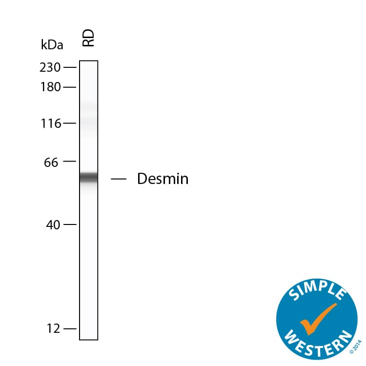 Simple Western shows lysates of RD human rhabdomyosarcoma cell line, loaded at 0.5 mg/ml. A specific band was detected for Desmin at approximately 59 kDa (as indicated) using 20 µg/mL of Mouse Anti-Human Desmin Monoclonal Antibody (Catalog # MAB11607). This experiment was conducted under reducing conditions and using the 12‑230 kDa separation system.