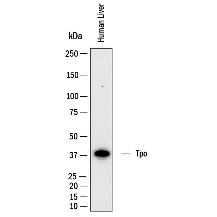 Western Blot shows lysates of human liver tissue. PVDF membrane was probed with 2 µg/ml of Mouse Anti-Human Thrombopoietin/Tpo Monoclonal Antibody (Catalog # MAB11609) followed by HRP-conjugated Anti-Mouse IgG Secondary Antibody (Catalog # HAF018). A specific band was detected for Thrombopoietin/Tpo at approximately 38 kDa (as indicated).  This experiment was conducted under reducing conditions and using Western Blot Buffer Group 1.