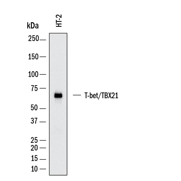 Western Blot shows lysates of HT‑2 mouse T cell line. PVDF membrane was probed with 2 µg/ml of Rat Anti-Mouse T‑bet/TBX21 Monoclonal Antibody (Catalog # MAB11627) followed by HRP-conjugated Anti-Rat IgG Secondary Antibody (Catalog # HAF005). A specific band was detected for T‑bet/TBX21 at approximately 60 kDa (as indicated).  This experiment was conducted under reducing conditions and using Western Blot Buffer Group 1.