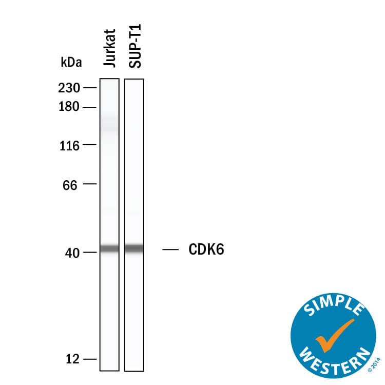 Simple Western shows lysates of Jurkat human acute T cell leukemia cell line and SUP‑T1 human T cell lymphoblastic lymphoma cell line, loaded at 0.5 mg/ml. A specific band was detected for Cdk6 at approximately 41 kDa (as indicated) using 10 µg/mL of Mouse Anti-Human Cdk6 Monoclonal Antibody (Catalog # MAB11636). This experiment was conducted under reducing conditions and using the 12-230 kDa separation system.